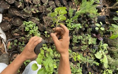Turismo Regenerativo en Soconusco, Chiapas: Naturaleza, Cultura y Conexión con la Tierra
